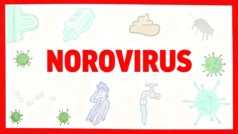 Norovirus: A Comprehensive Guide to the “Stomach Flu” Culprit